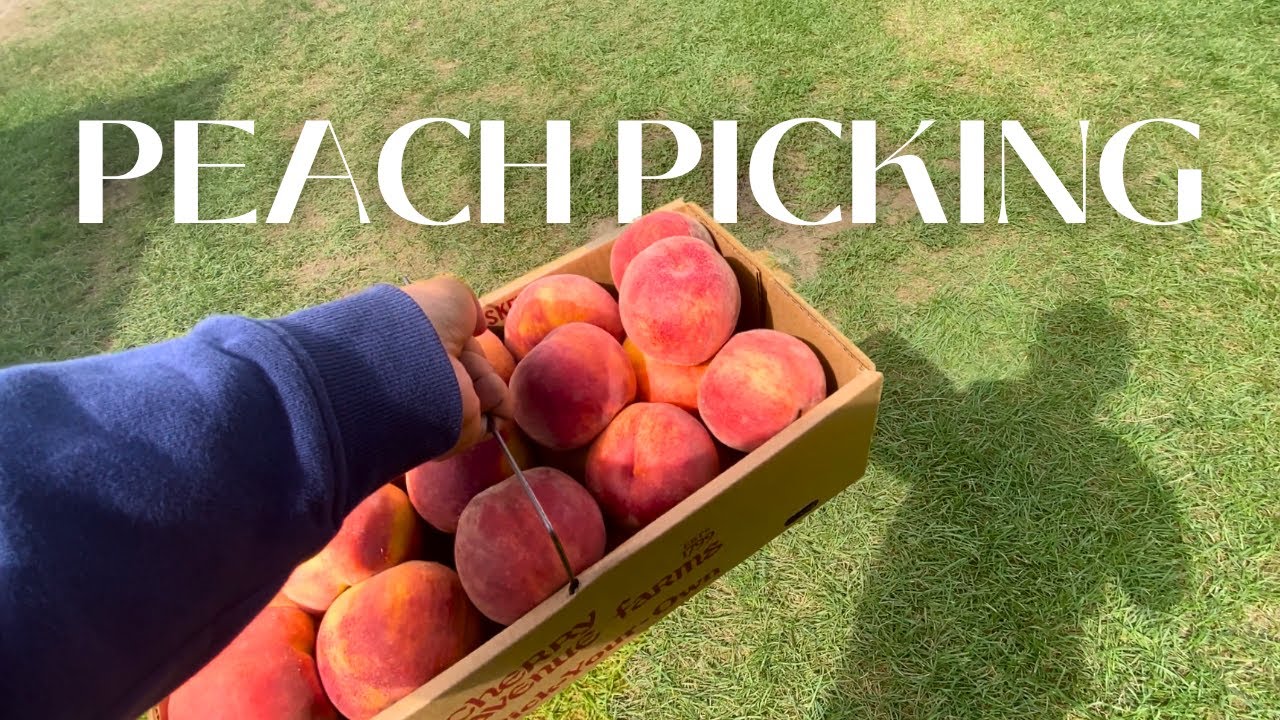 PEACH PICKING in NIAGARA FALLS?? (hidden gems day 2)