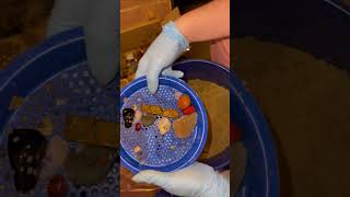 Declan's Mining Co - The Big Dig - 5 Gallon Mining Bucket