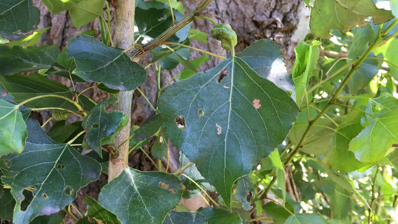 Lombardy poplar (Populus nigra 'Italica') - Poplar Petiole Gall - July 2018