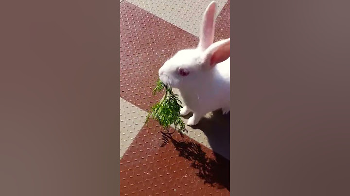 that's how bunnies snatch food 🐰