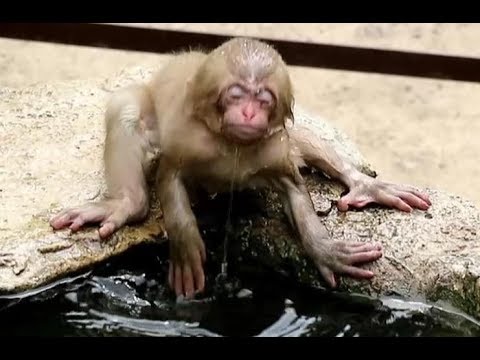 Baby monkey going into hot spring, But sibling trying to stop