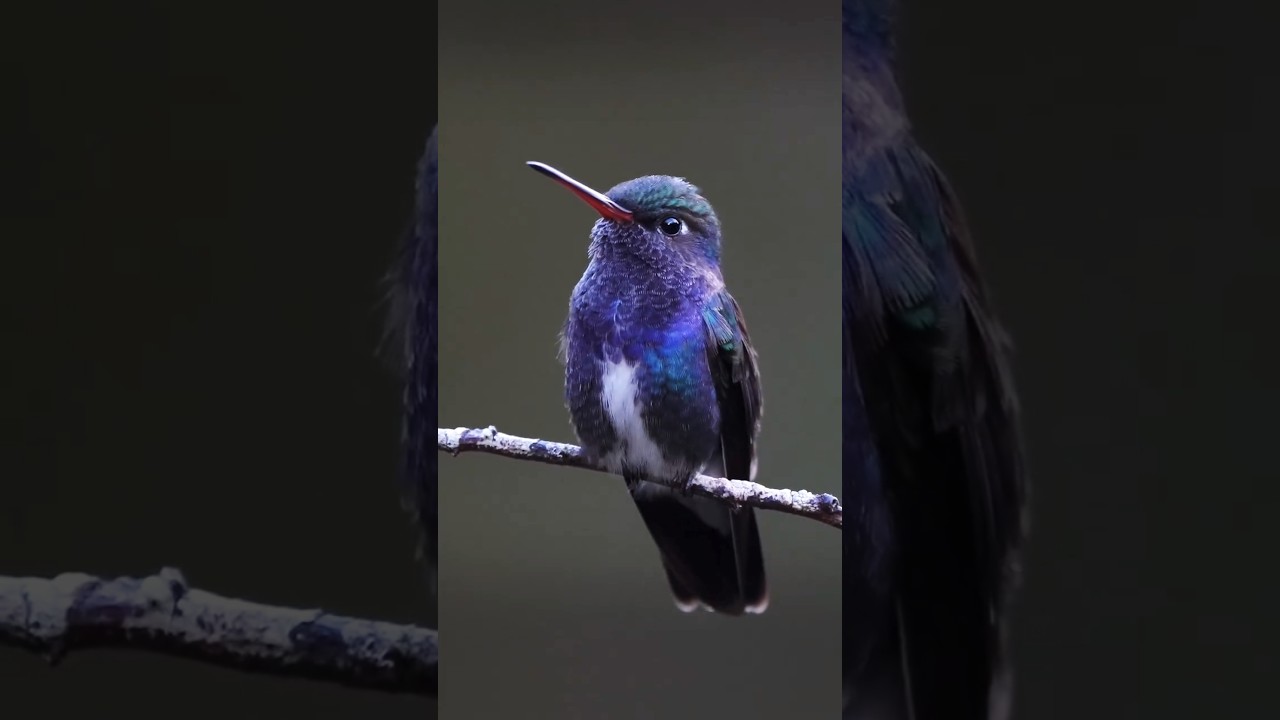 Is This **SAPPHIRE** Spangled Emerald Bird REAL?