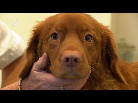 Sterkliniek Dierenartsen Any Animal Heiloo - HvN (06-01-2019)