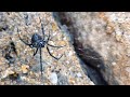 В поисках каракурта (Latrodectus tredecimguttatus). Смертельно опасные пауки под Одессой