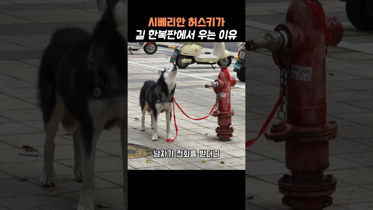 길 한복판에서 슬피우는 시베리안허스키 #강아지 #시베리안허스키 #반려동물 #반려견