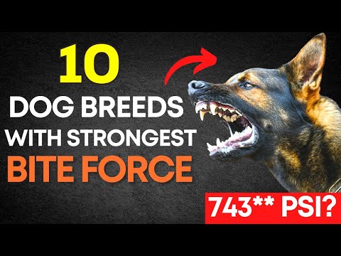 Top 10 Dogs