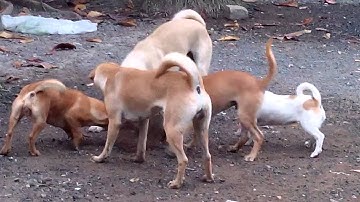 Huấn luyện chó săn bắt chuột - Mouse hunting dog training - Part 1