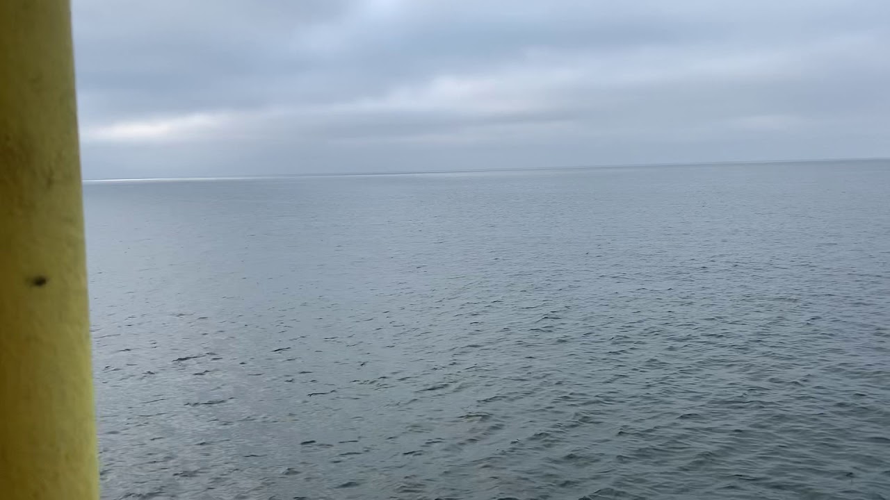 Dolphins playing at Walvis Bay Namibia YouTube