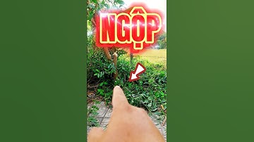 Đất Dầu Tiếng I Cơ hội duy nhất mua được lô đất Ngộp 5 ×52 ( Tc 100) giá rẻ #datdautieng