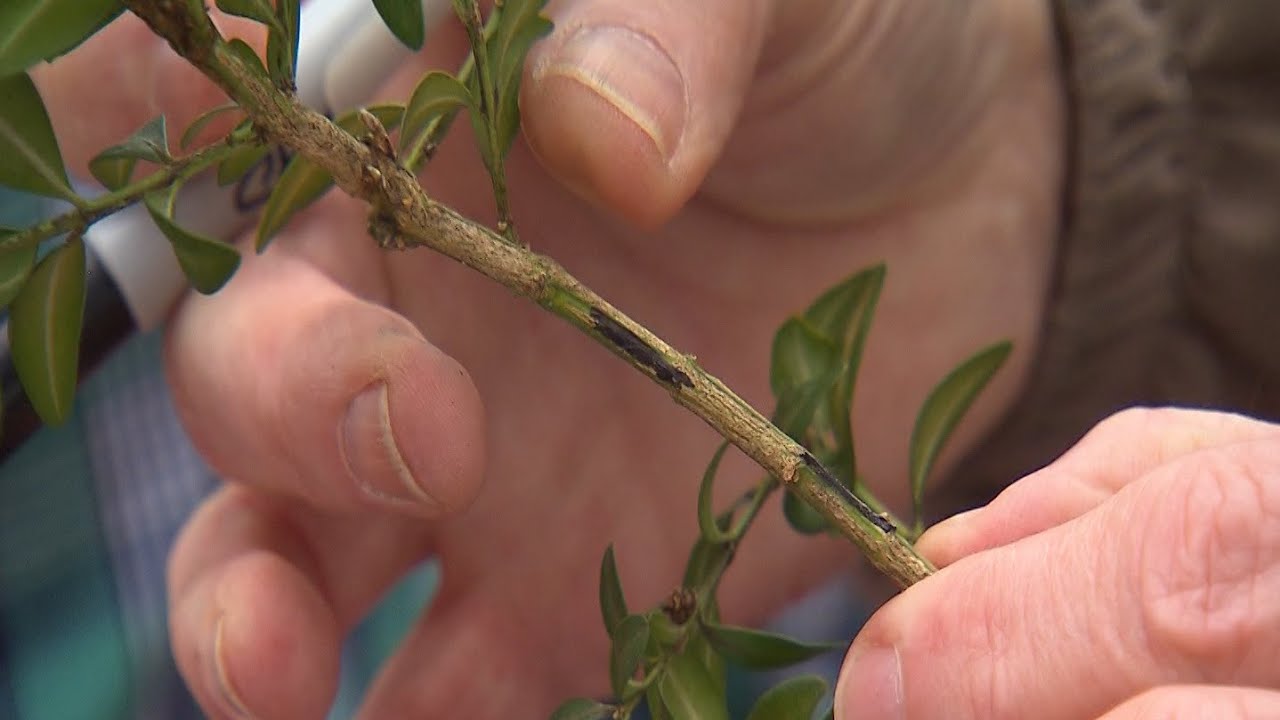 Болезнь самшита | Садовник-волонтер