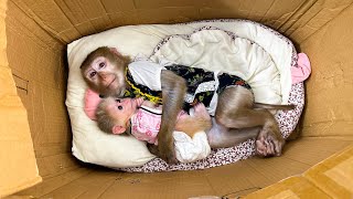 Lovely moment of Monkey Kaka hugging Mit sleeping in a cardboard box