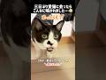 三日ぶりに愛猫にあったらこんなに鳴かれました#ハチワレ #ばんくん #shorts