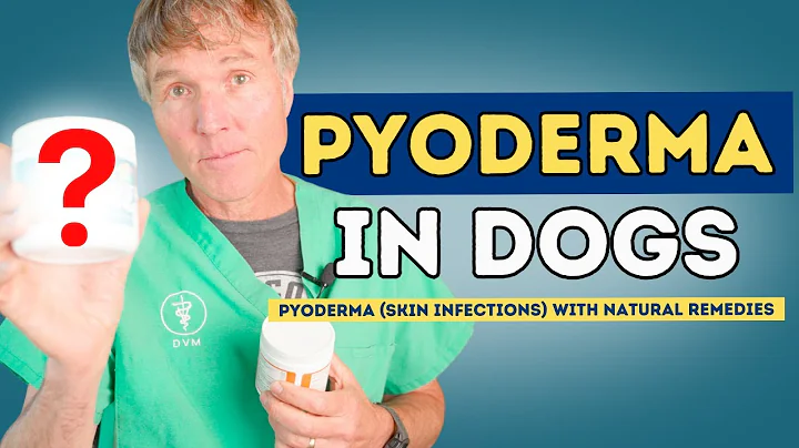 How to Treat Dog Pyoderma (Skin Infections) with Natural Remedies - DayDayNews