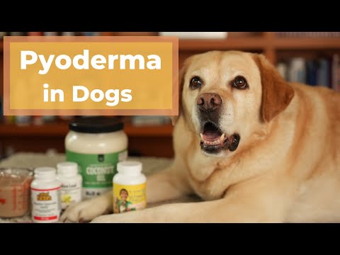 Video: Léčba psí mukokutánní pyodermie