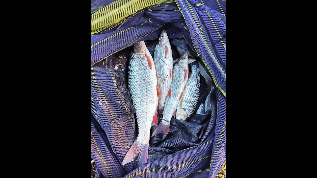 Pescuit la scobar in perioada de vara cand apa este foarte calda , mici trucuri care fac diferenta!