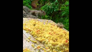 #nature # square 🐿️🐿️