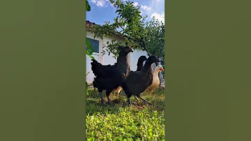 موعظة قصص حالات واتس دينية حالات واتس شورت Shortvideo 