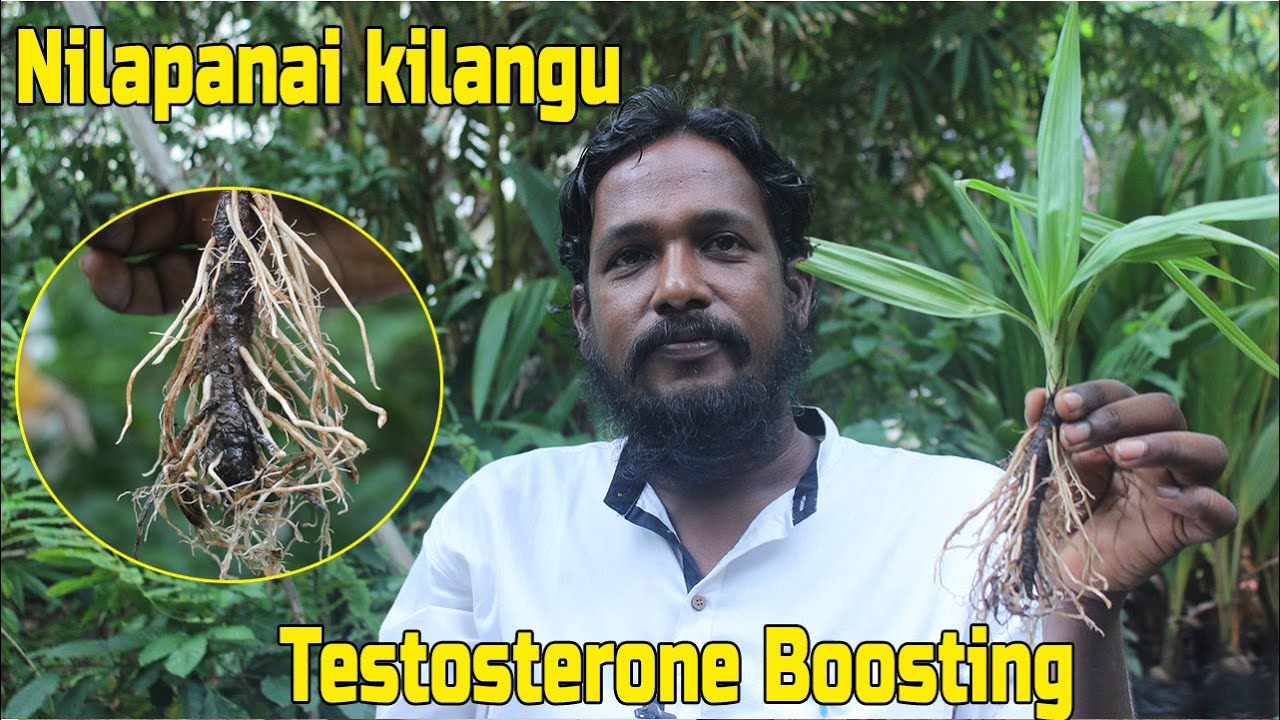 ஆண்களின் கவனத்துக்கு திருமணம் செய்யவே பயமாக உள்ளதா? ஆண் மலட்டுத்தன்மை | நிலப்பனை கிழங்கு பயன்கள்