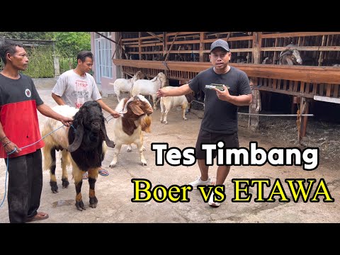 Jenis Kambing Yang Paling Besar