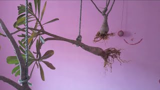 Why we hang Adenium Plants before repoting