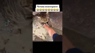 ДАГЕСТАНСКИЙ КОТ ДАЁТ САЛАМ