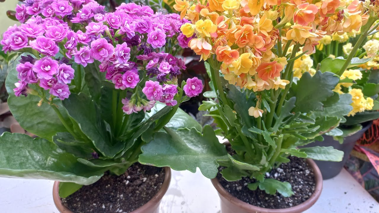 Como eu cultivo kalanchoe, calandiva conhecida como flor da fortuna!