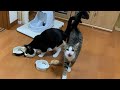 煽り運転をする猫がかわいい