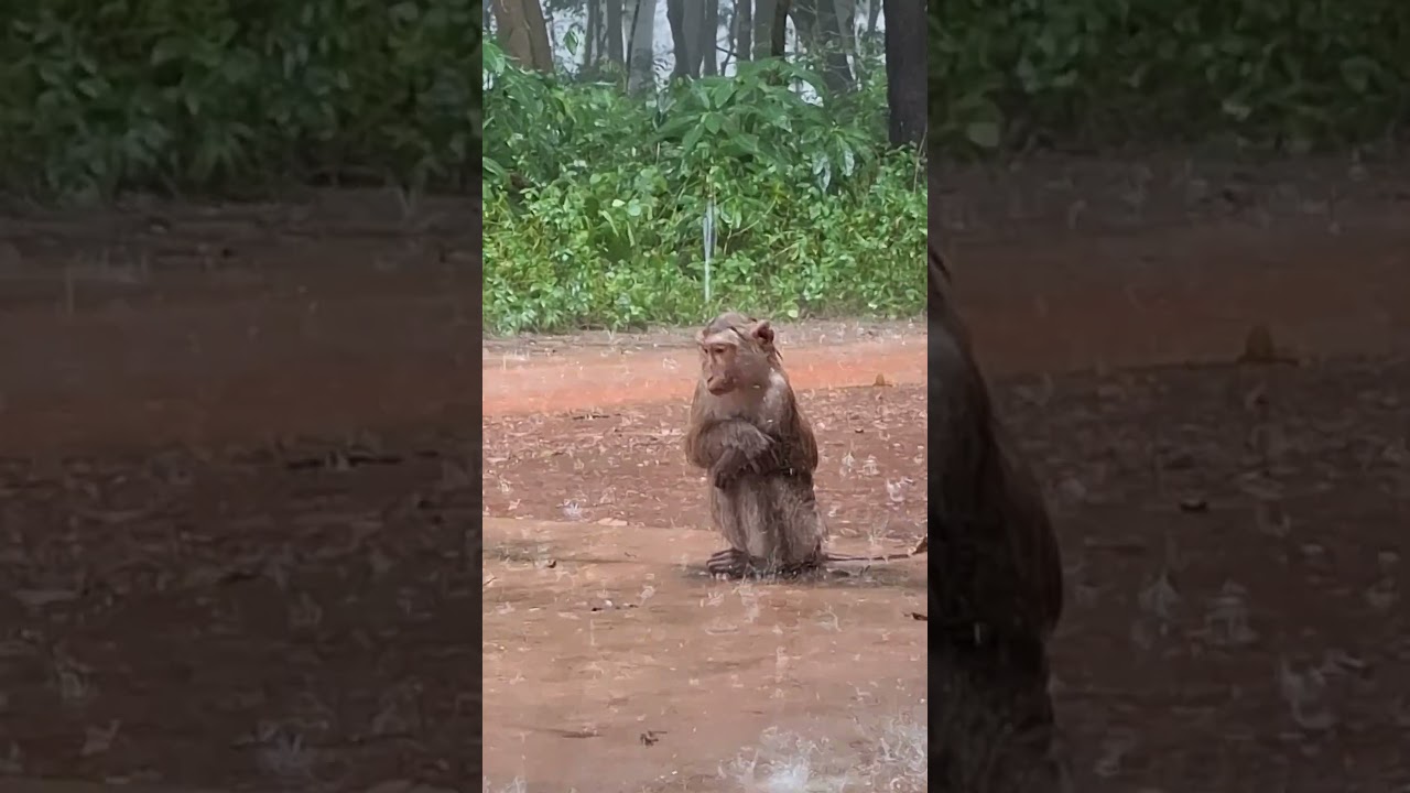 General Monkey & Animal Hashtags