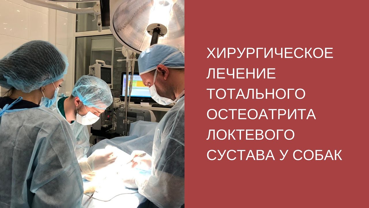 Хирургическое лечение тотального остеоартрита локтевого сустава у собак ...