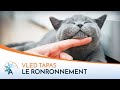 Comment fonctionne le ronronnement   vled tapas