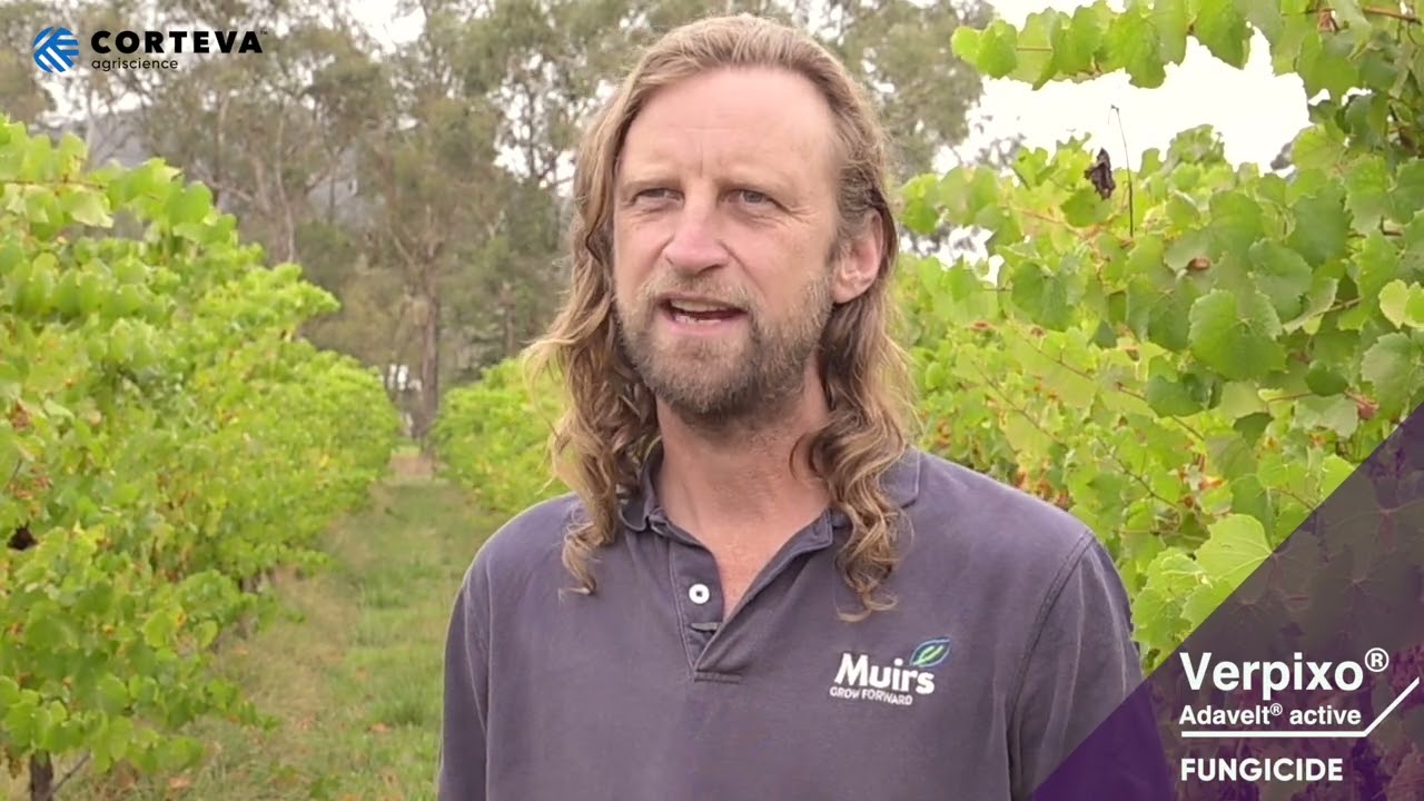 Yarra Valley growers welcome first botrytis solution in 20 years