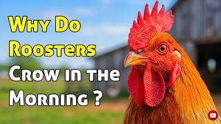 Why Do Roosters Crow In The Morning? The Reason Behind It!