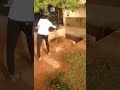 Goat need to be smart to drink water