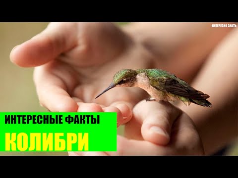 Интересные факты о колибри
