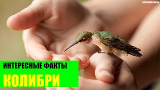 Интересные факты о колибри Интересные факты о колибри