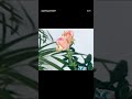 #beachvibes#beachlife#roses#sky#cloudskills#youtubeshort#youtubevideo#viralvideo