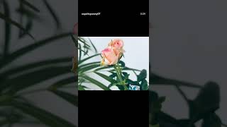 #beachvibes#beachlife#roses#sky#cloudskills#youtubeshort#youtubevideo#viralvideo