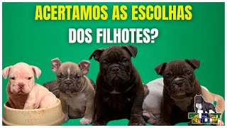 Acertamos as escolhas dos filhotes de  American Bully? | American Bully | Exotic Bully