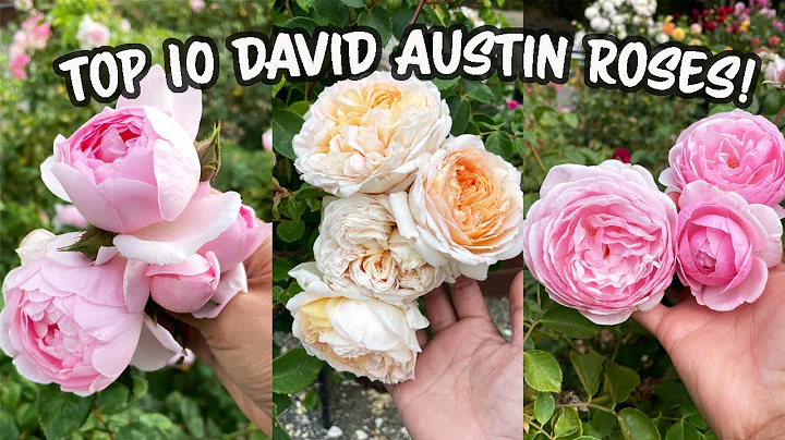 Top 10 MOST BEAUTIFUL David Austin Roses For 2022!