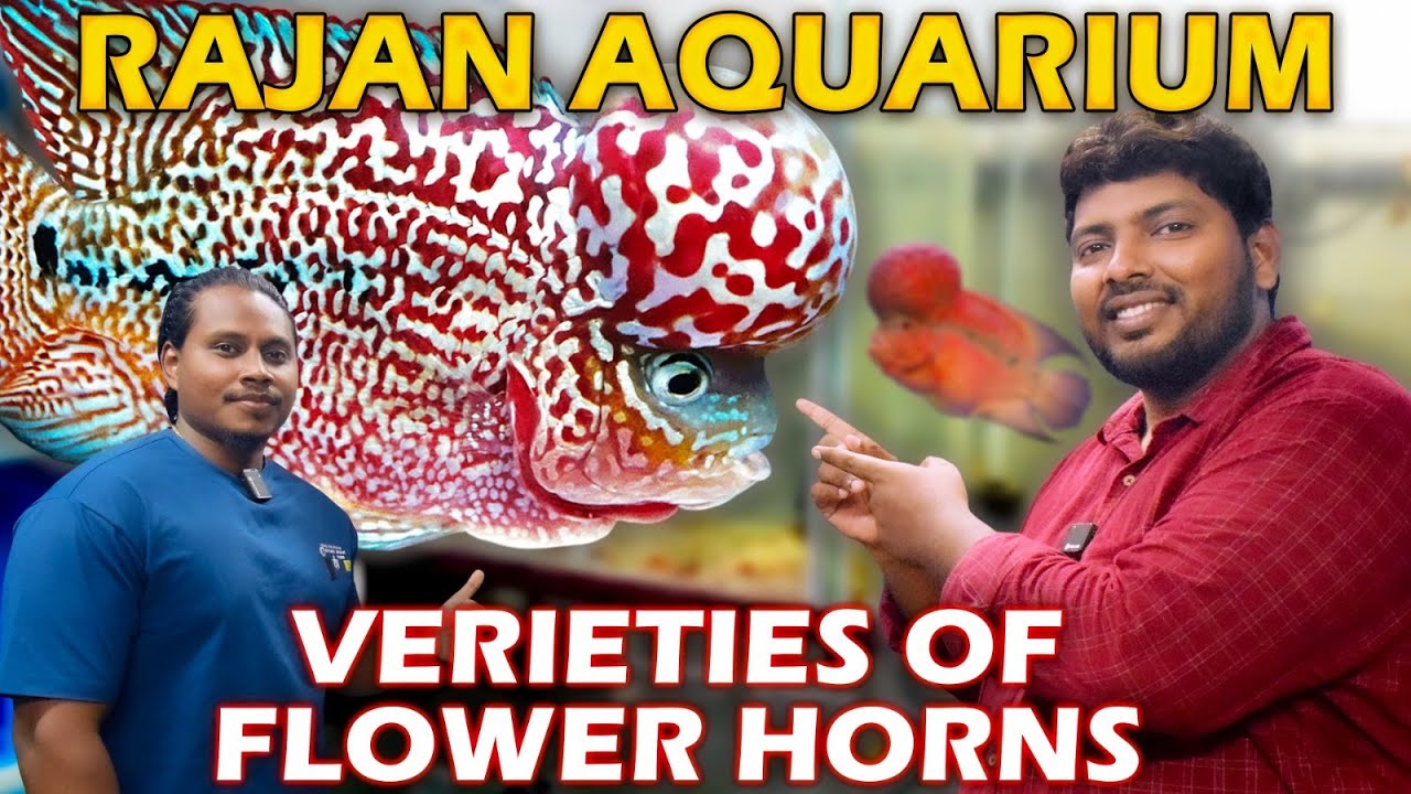 Cheapest Flowerhorn Fish Farm in Chennai | Zhen Zhu, Kamfa, SRD Available For Sale | Rajan Aquarium