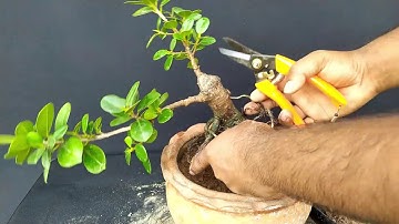How to make cascade style bonsai | Bonsai Trees