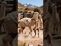 Alpacas Unite to Save Llama from Puma Attack! #animals #rescue #wildlife