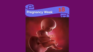 Pregnancy week 18 🤰👶 #pregnancy #shorts #babyvideos screenshot 4