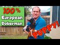 My NEW Doberman Puppy—and How I Found Him!