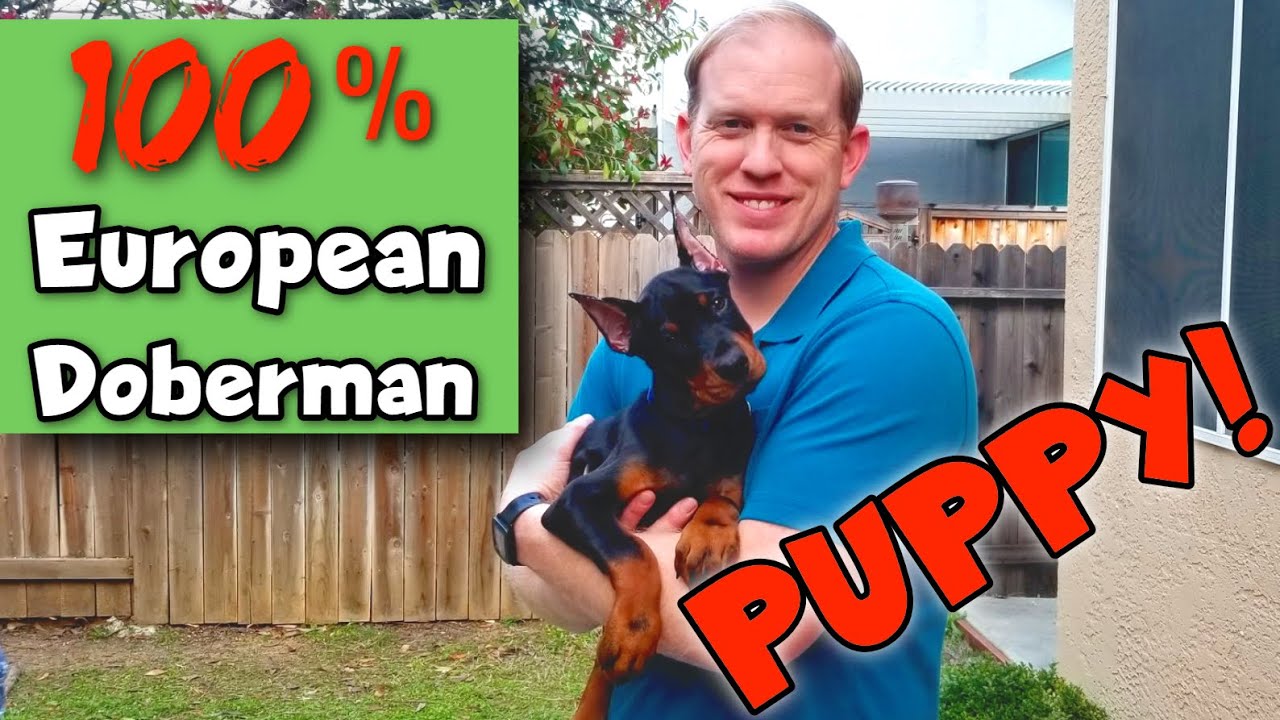 Doberman látvány