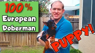 My NEW Doberman Puppy—and How I Found Him!