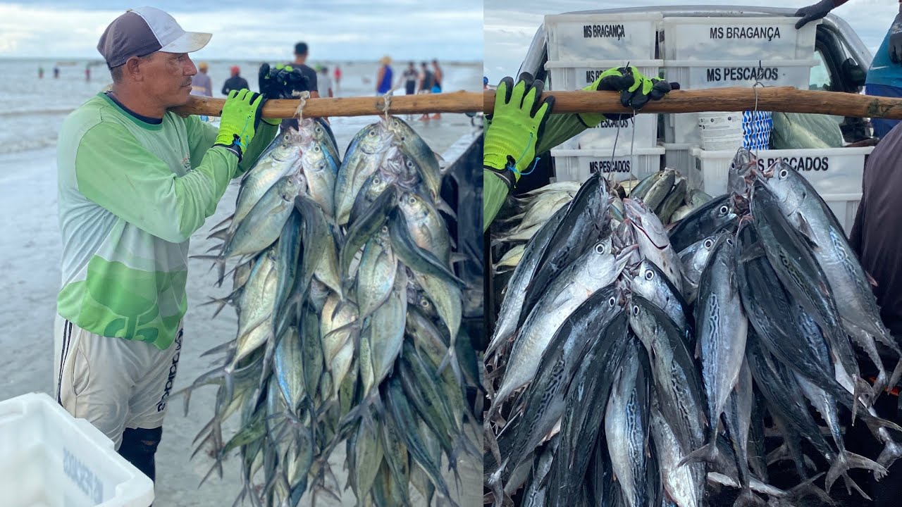 FARTURA DE GUARAJUBA E BONITO NA PRAIA DE BITUPITÁ CEARÁ CHEGADA DAS CANOAS TARDE ABENÇOADA