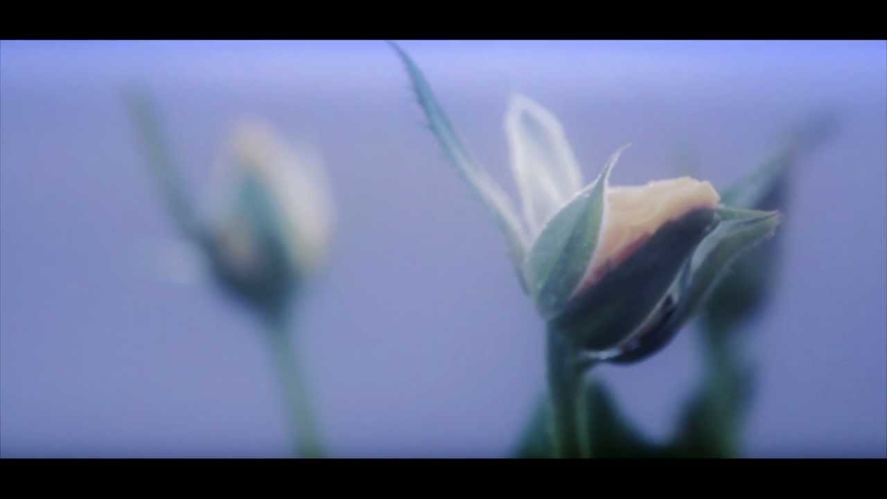 Alpha a35 Premiere Pro Cinematic Nature's Beauty YouTube