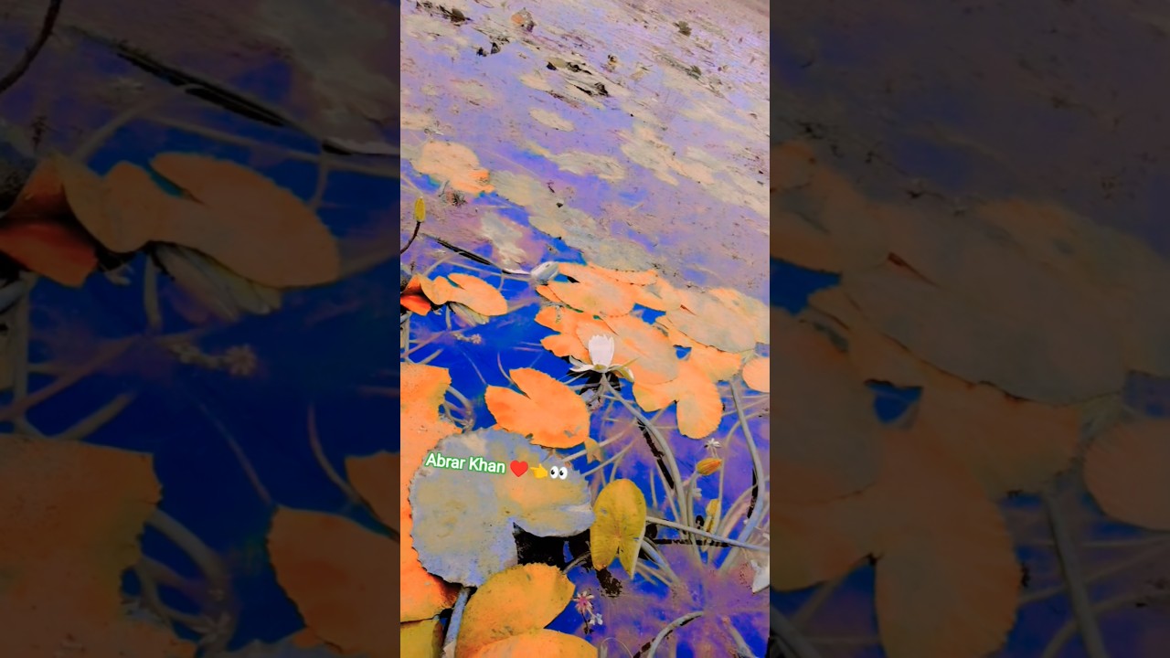 Abrar Khan 👀👈♥️👈 