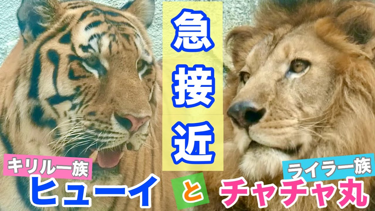 壁に立ち上がるチャチャ丸‼️見つめ合うふたり - YouTube